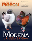 Modena Pigeons